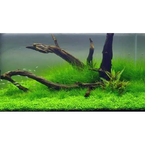 Eleocharis rug on the net - Aquaflora