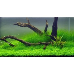 Eleocharis carpet on network - Aquaflora