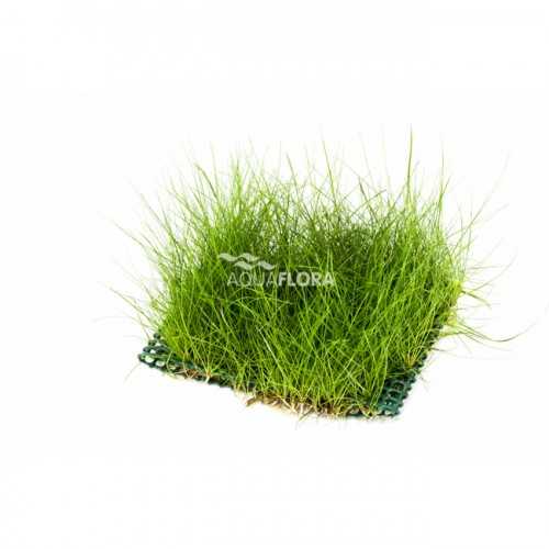 Eleocharis rug on the net - Aquaflora