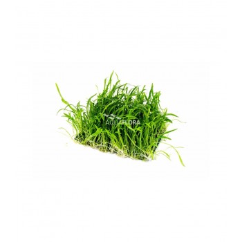 Lilaeopsis tapis sur le net - Aquaflora