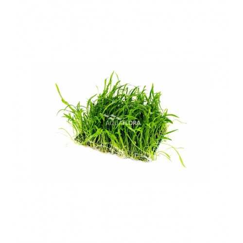 Lilaeopsis carpet on the net - Aquaflora