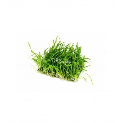 Lilaeopsis carpet on the net - Aquaflora