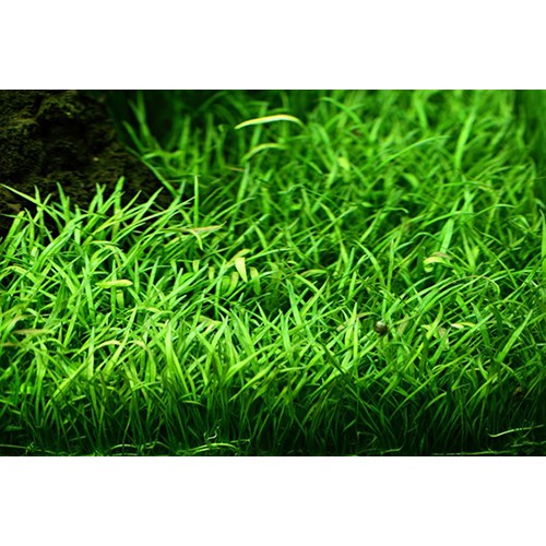 Lilaeopsis tapis sur le net - Aquaflora