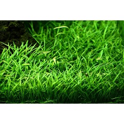 Lilaeopsis carpet on the net - Aquaflora