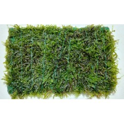 Tappeto di Vesicularia su rete - Aquaflora