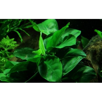 Anubias Bétones var. Nana sur bois - Aquaflora 2