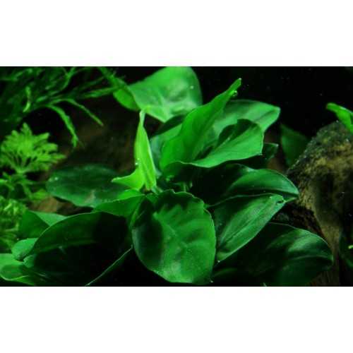 Anubias Barters Var. Nana on wood - Aquaflora