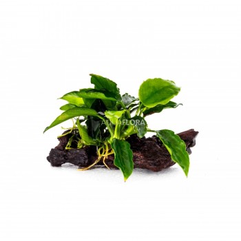 Anubias barteri var. dwarf on wood - Aquaflora