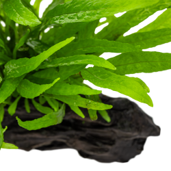 Microsorum pteropus nano bois sur bois - Aquaflora