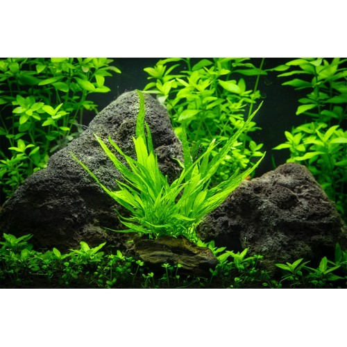 Microsorum pteropus nano bois sur bois - Aquaflora
