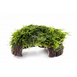 Vesicularia coco bridge - Aquaflora