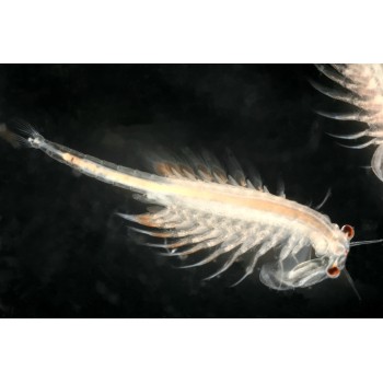 Artemia 90ml cibo vivo per pesci Live Food 2