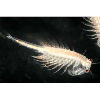 Artemia 90ml de nourriture en direct pour les poissons... 2