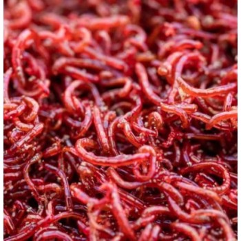 Chironomus S (blood worm/red mosquito) 100 ml live food...