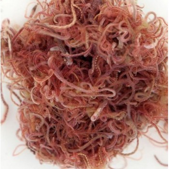 Tubifex ml 90ml live food for fish Live Food