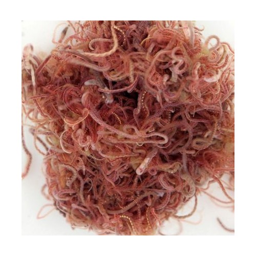 Tubifex 90ml cibo vivo per pesci Live Food