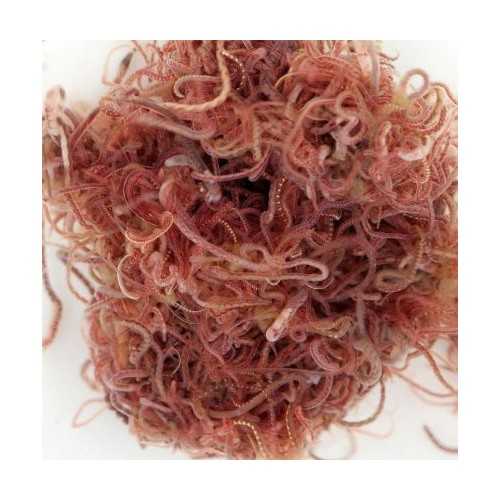 Tubifex 90ml live food for Live Food fish