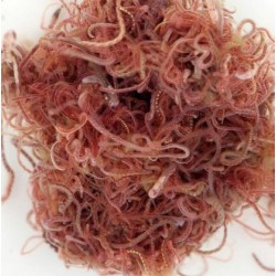 Tubifex ml 90ml live food for fish Live Food