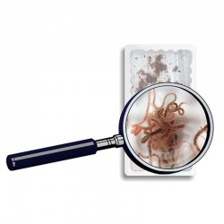 Tubifex 90ml live food for Live Food fish