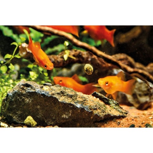 Bâtons d'alimentation Organix - Oase