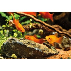 Bâtons d'alimentation Organix - Oase