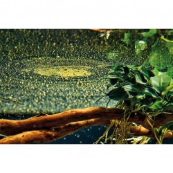 Poudre de bébé Organix 175 ml - Oase