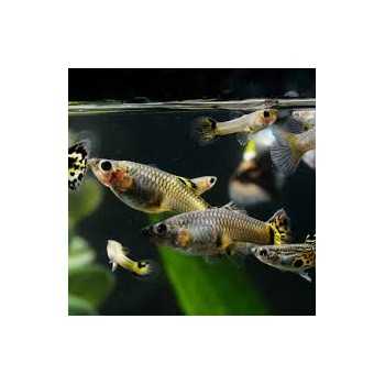 Reticulated poecy Guppy female (mix)