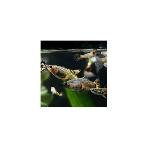 Reticulated poecy Guppy female (mix)
