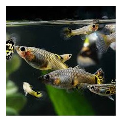 Reticulated poecy Guppy female (mix)