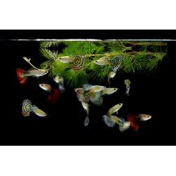 Poecilia reticulata Guppy male (mix)