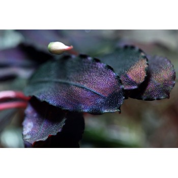 Bucephalandra 'Brownie Purple' en coupe - Aquaflora 2