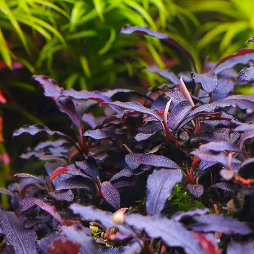 Bucephalandra 'Brownie Purple' en coupe -...