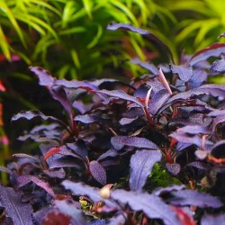 Bucephalandra 'Brownie Purple' en coupe - Aquaflora