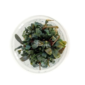 Bucephalandra 'Brownie Purple' in cup - Aquaflora