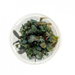 Bucephalandra 'Brownie Purple' en coupe - Aquaflora