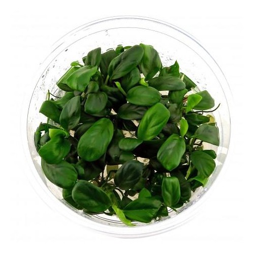Anubias Bétones var. Nana 'Bonsai' en coupe -...
