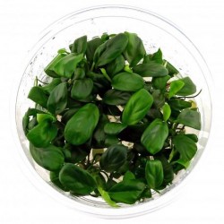 Anubias Barters Var. NANA 'BONSAI' IN CUP - Aquaflora