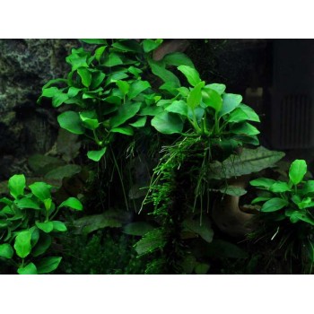 Anubias Bétones var. Nana 'Bonsai' en coupe - Aquaflora 2