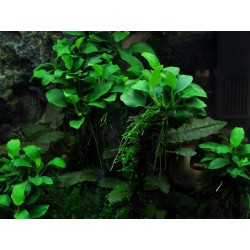 Anubias Bétones var. Nana 'Bonsai' en coupe - Aquaflora