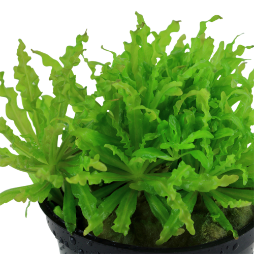 Pogostemon Helferi in jar - Aquaflora