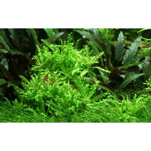 Pogostemon Helferi in jar - Aquaflora