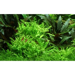Pogostemon Helferi in jar - Aquaflora