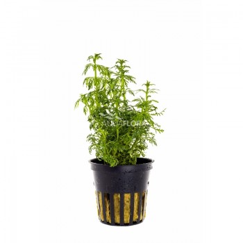 Limnophila heterophylla sessiliflora in pot - Aquaflora