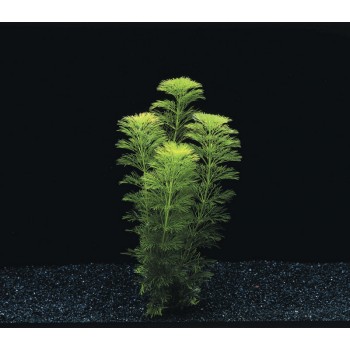 Limnophila heterophylla sessiliflora à pot - Aquaflora 2