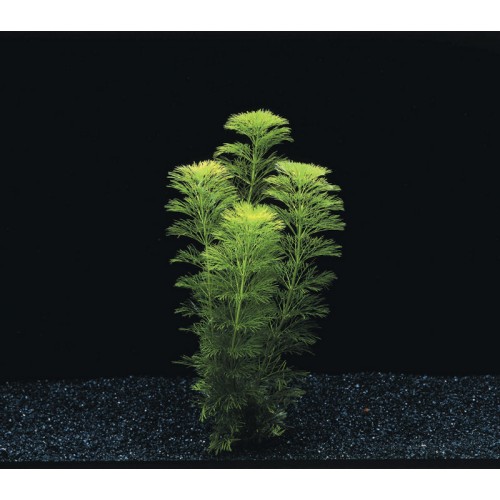 Limnophila heterophylla sessiliflora à pot -...