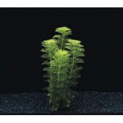 Limnophila heterophylla sessiliflora in vasetto - Aquaflora