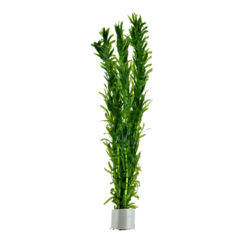 Egeria densa (Elodea) in vasetto - Tropica