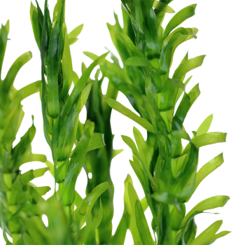 Egeria densa (Elodea) in vasetto - Tropica 2