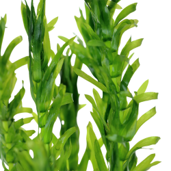 Egeria densa in vasetto - Tropica