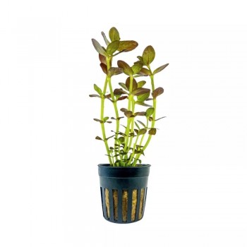 Bacopa Salzmannii 'Purple' dans Jar - Aquaflora